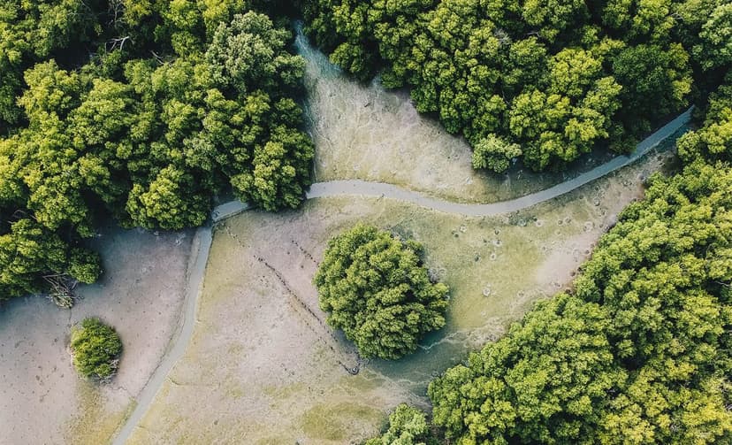 Community-led Mangrove Restoration Monitoring